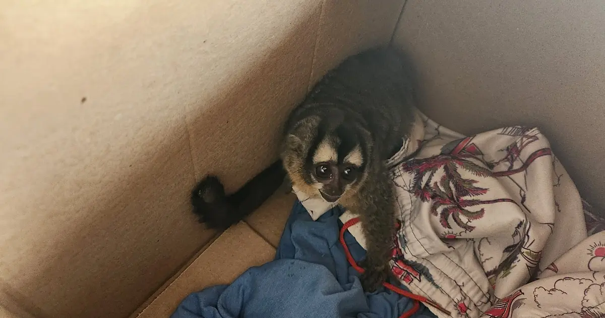 Macaco-da-noite sofre queimaduras após subir em poste