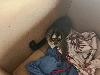 Macaco-da-noite sofre queimaduras após subir em poste