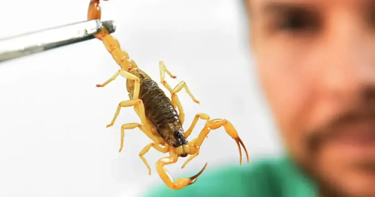 Escorpiões lideram casos de acidentes com peçonhentos em MS