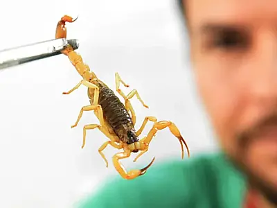Escorpiões lideram casos de acidentes com peçonhentos em MS