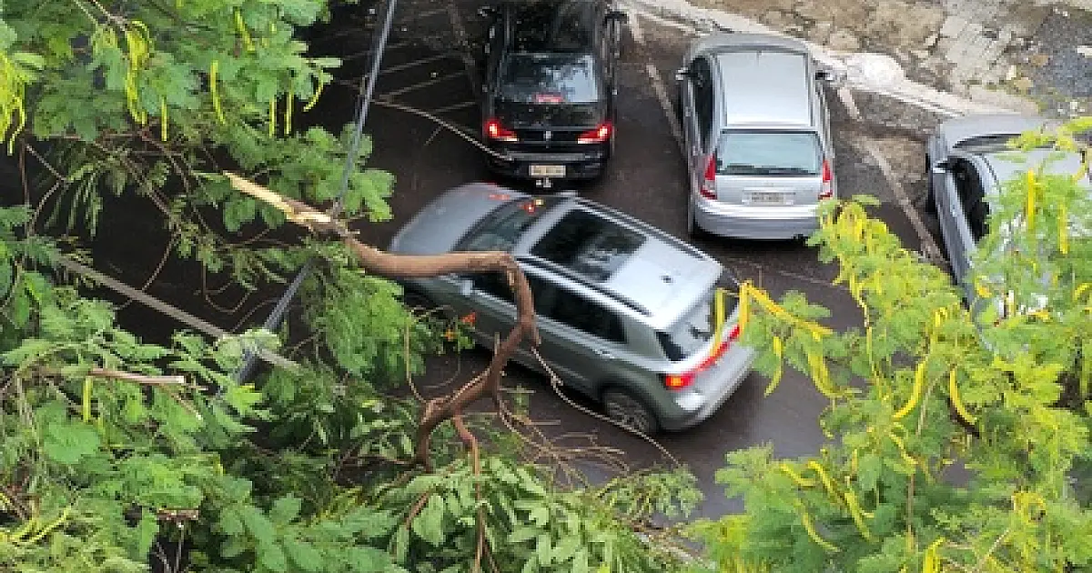 Flamboyants com risco de queda na 15 de Novembro necessitam de poda urgente