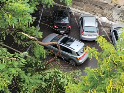 Flamboyants com risco de queda na 15 de Novembro necessitam de poda urgente