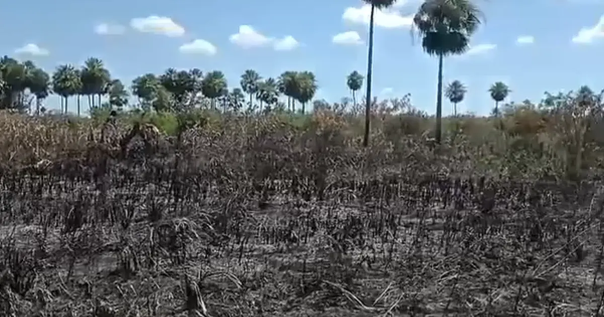 Incêndio consumiu 2.800 hectares em fazenda no Pantanal