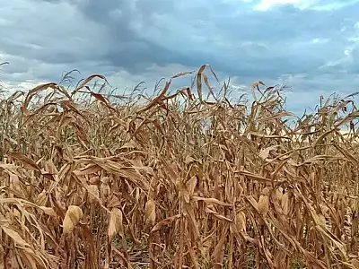 Déficit hídrico atinge 43 de 55 pontos de monitoramento em MS