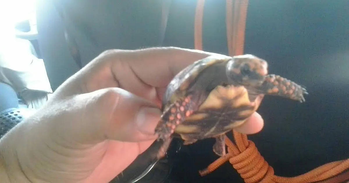 Filhote de cágado é resgatado em calçada do Previsul