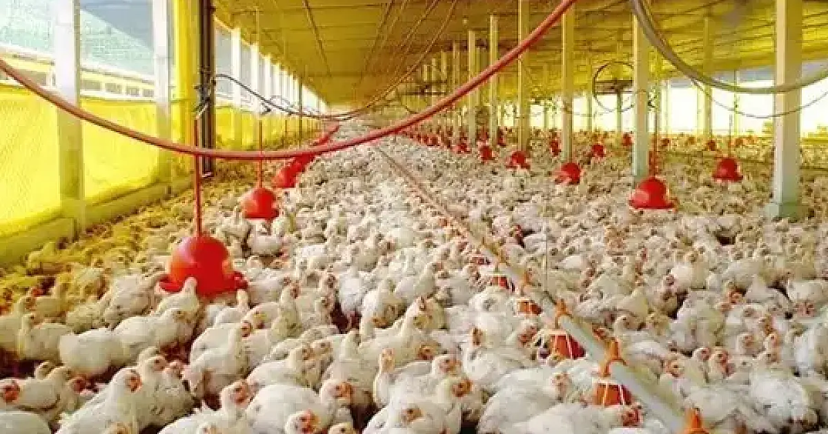 União Europeia reconhece o Brasil como livre de gripe aviária