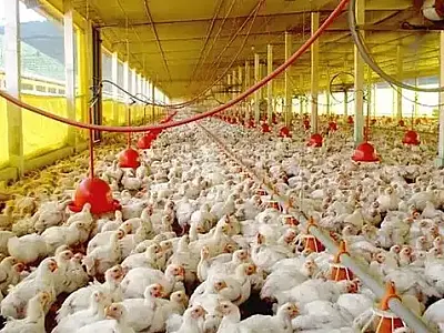 União Europeia reconhece o Brasil como livre de gripe aviária