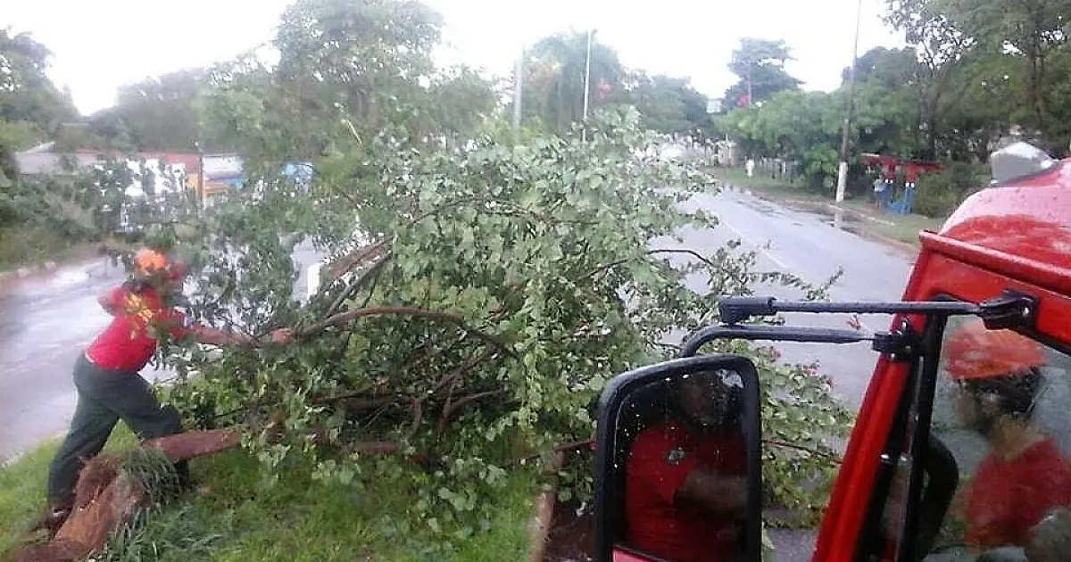 Vento e chuva derruba árvores na Avenida Rio Branco