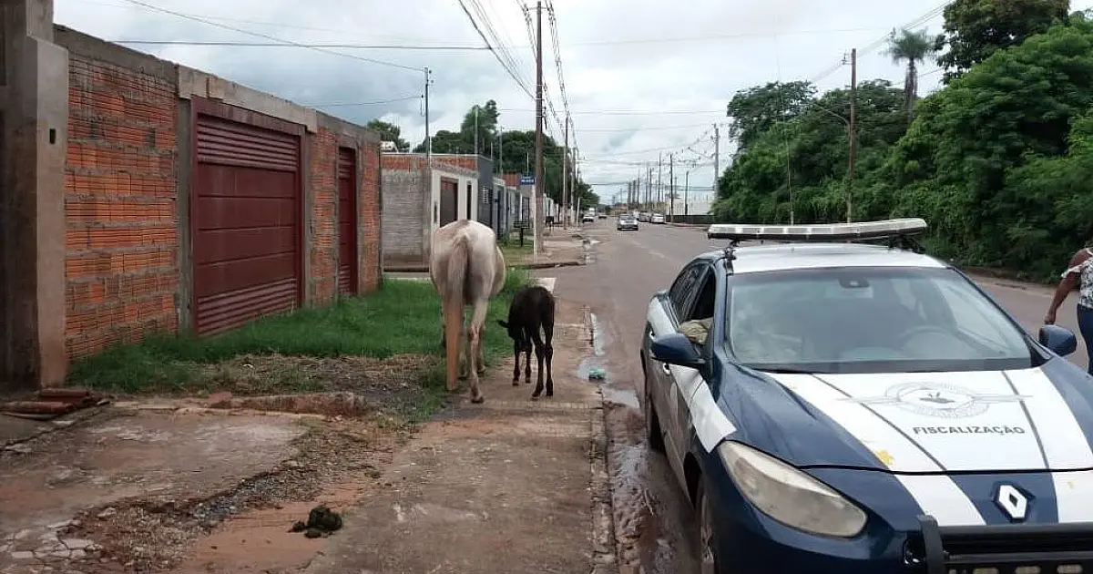 Deixar animal solto na rua gera multa; recolhimento pode ser solicitado via telefone