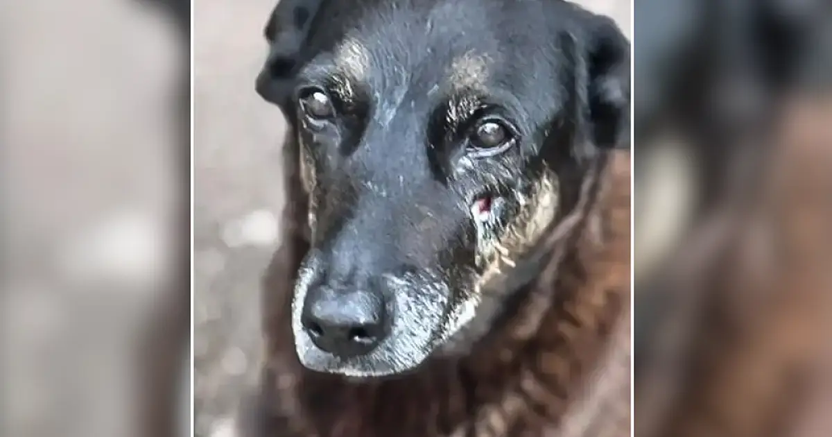 Adolescentes suspeitos de matar o cão Orelha voltam ao Brasil