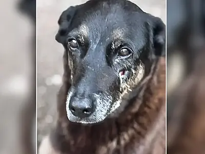 Adolescentes suspeitos de matar o cão Orelha voltam ao Brasil