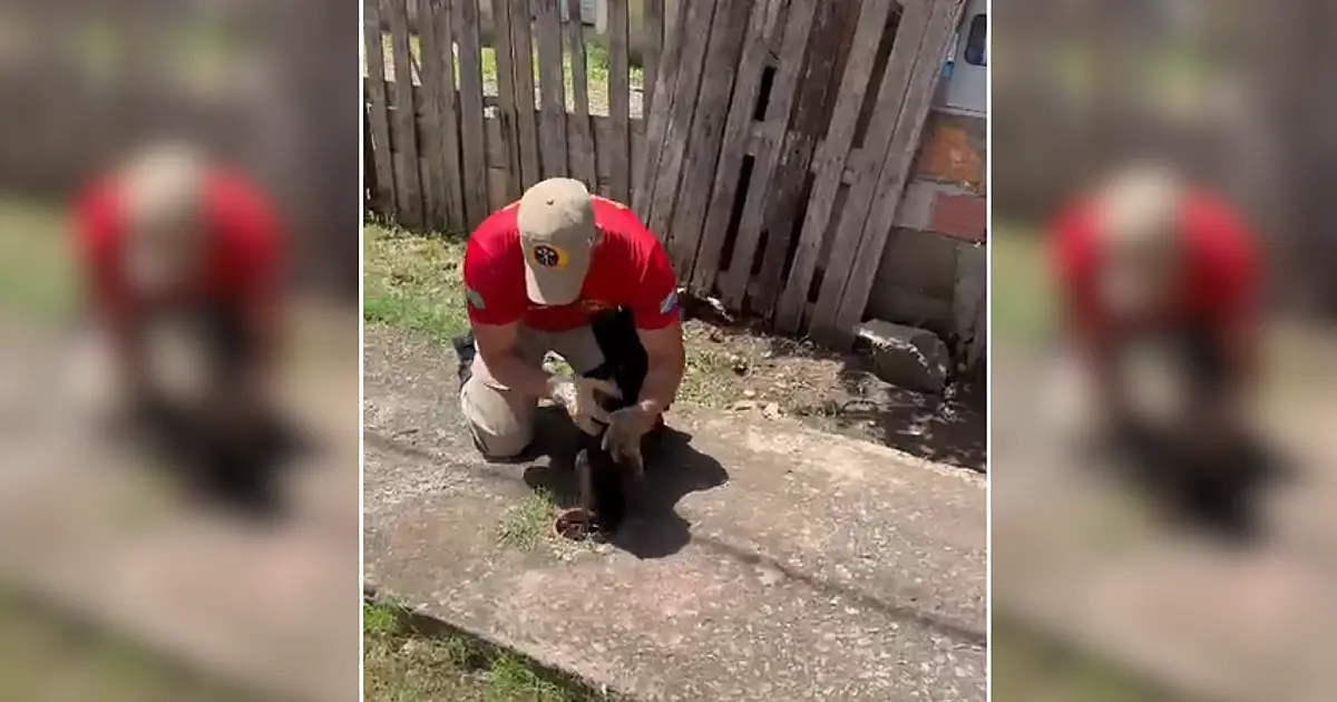 Filhote de cachorro que caiu em fossa é resgatado no Padre Ernesto Sassida