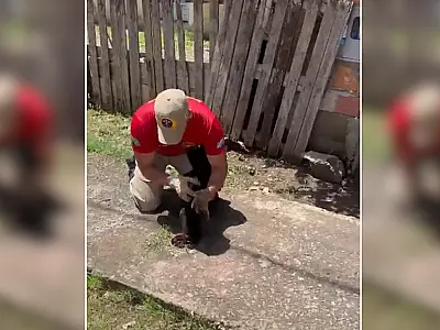 Filhote de cachorro que caiu em fossa é resgatado no Padre Ernesto Sassida