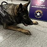 Operação conjunta apreende cocaína e mais de 1t de mercadorias na fronteira