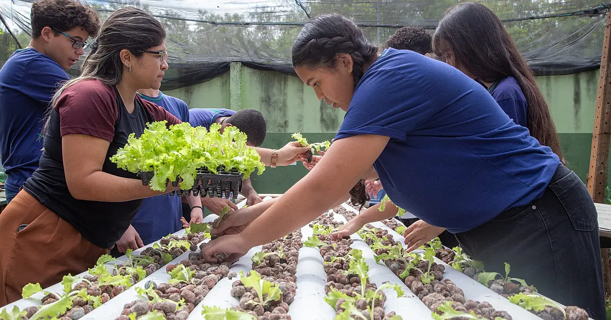Escola estadual de MS transforma água de ar-condicionado em alfaces sustentáveis