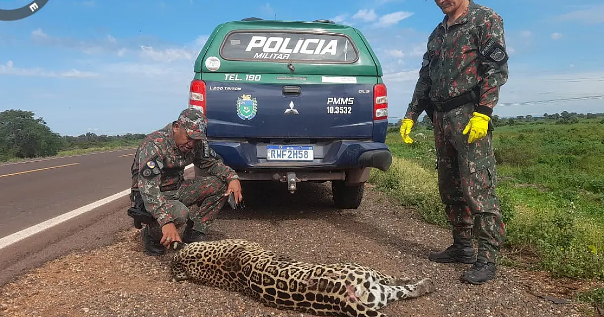 MPMS lançará mapa de monitoramento de atropelamentos de animais silvestres na COP15