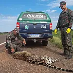 MPMS lançará mapa de monitoramento de atropelamentos de animais silvestres na COP15