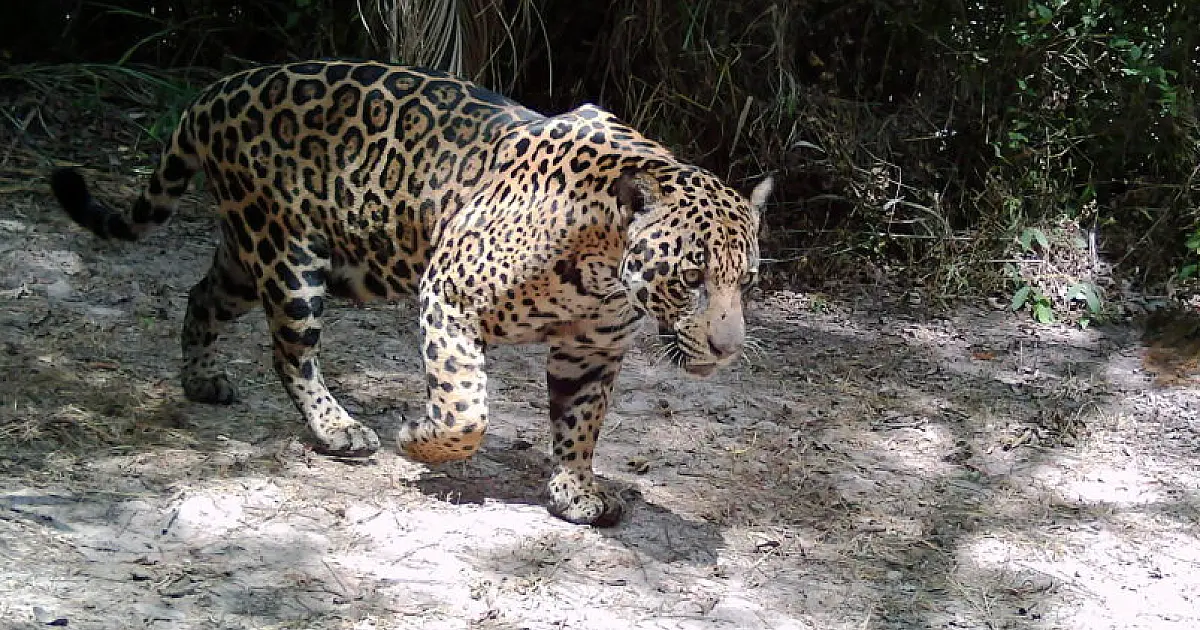 Trabalho científico desenvolvido no Pantanal aborda a coexistência entre humanos e onças