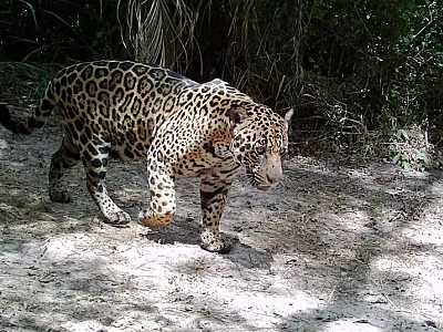 Trabalho científico desenvolvido no Pantanal aborda a coexistência entre humanos e onças