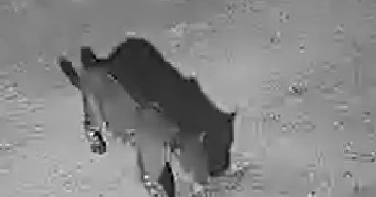 Ecoa acredita que surgimento de onças na área urbana está ligada a eventos climáticos extremos