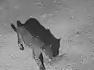 Ecoa acredita que surgimento de onças na área urbana está ligada a eventos climáticos extremos