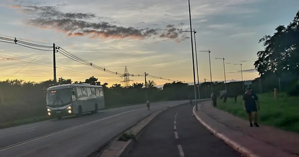 Vereador cobra retirada de animais soltos nas ruas de Corumbá