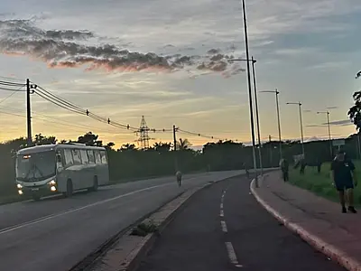 Vereador cobra retirada de animais soltos nas ruas de Corumbá