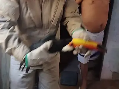 Tucano com ferimento nas asas é resgatado no Aeroporto