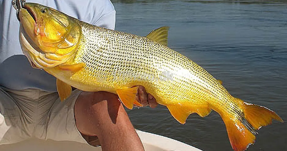 Venda do pescado pode aumentar em 143% na Semana Santa no MS
