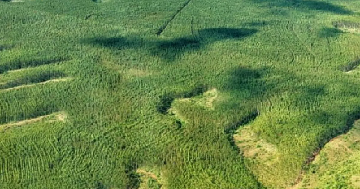Prefeituras já podem cadastrar ações de Educação Ambiental para concorrer ao ICMS Ecológico