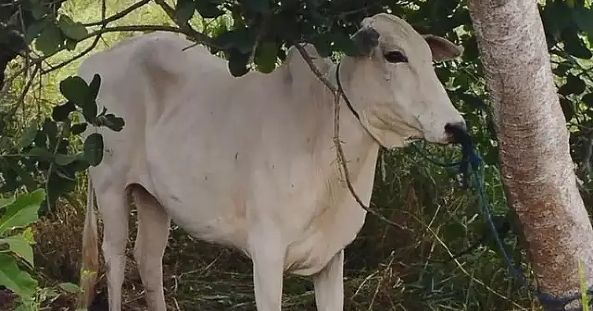 PM Rural recupera gado furtado no Pantanal do Paiaguás