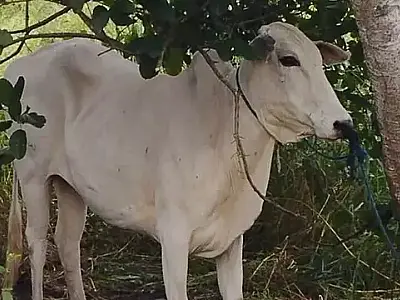 PM Rural recupera gado furtado no Pantanal do Paiaguás
