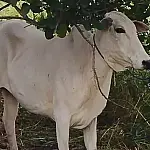 PM Rural recupera gado furtado no Pantanal do Paiaguás