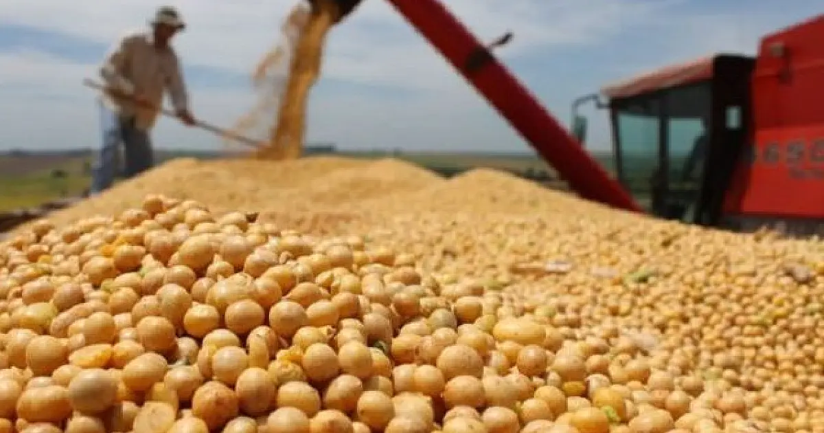 Produção agrícola de MS deve atingir 75,3 milhões de toneladas na safra deste ano