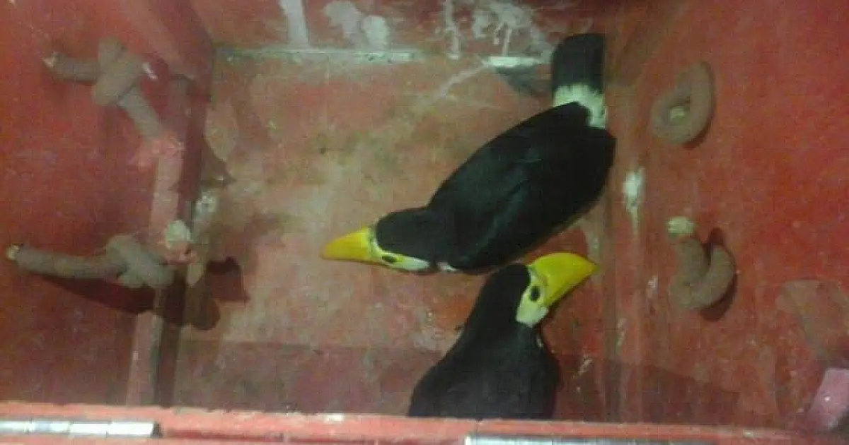 Bombeiros resgatam cobra, filhotes de tucano e gambá durante plantão