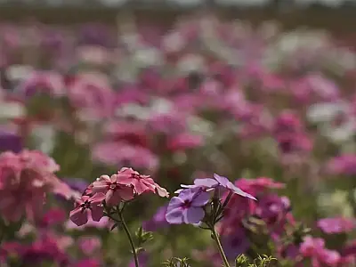 Primavera começa com chegada de frente fria, temporais e fortes ventos