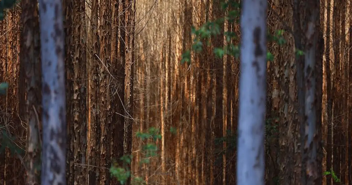 Base florestal em Mato Grosso do Sul deve crescer 40% até 2028