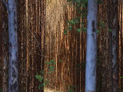 Base florestal em Mato Grosso do Sul deve crescer 40% até 2028