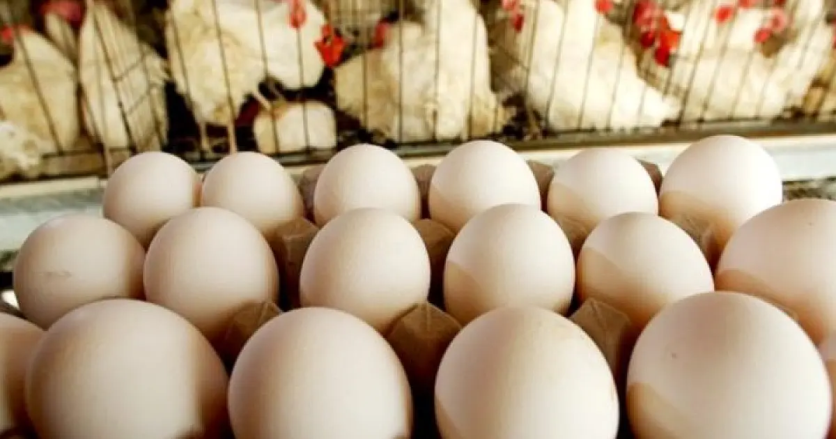 Volume das exportações de ovos de MS aos EUA dobra a cada ano