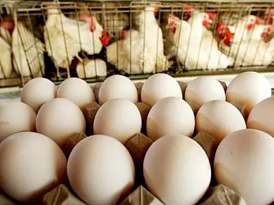 Volume das exportações de ovos de MS aos EUA dobra a cada ano