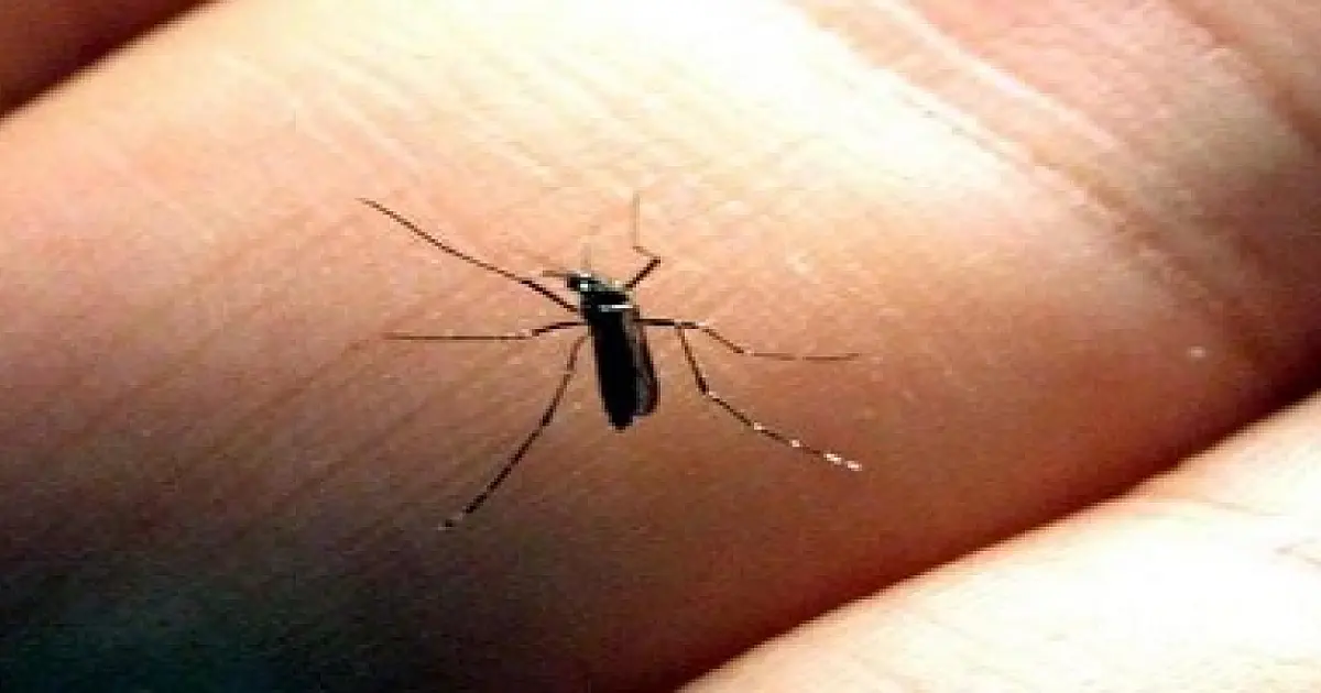 Sétima morte por febre amarela é confirmada no estado de São Paulo