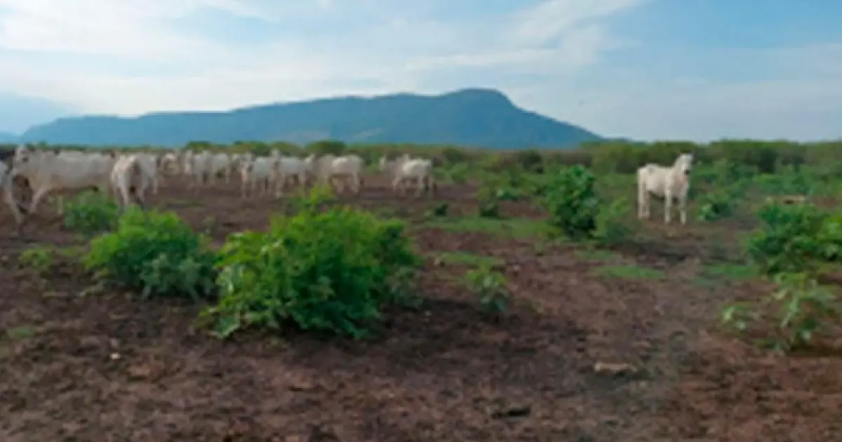 Suspeita de desmatamento em fazenda do Pantanal vira alvo de inquérito