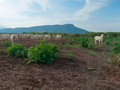 Suspeita de desmatamento em fazenda do Pantanal vira alvo de inquérito