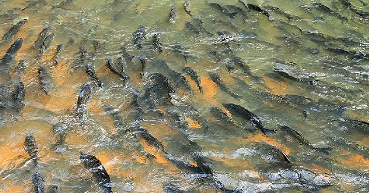 Estudo alerta que berço dos peixes do Pantanal está nas cabeceiras