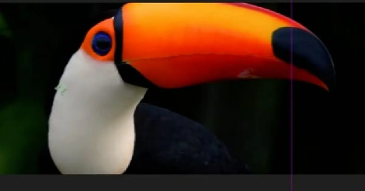 Feapan em Corumbá/Ladário vai ter experiência inédita para visitantes conhecerem o Pantanal