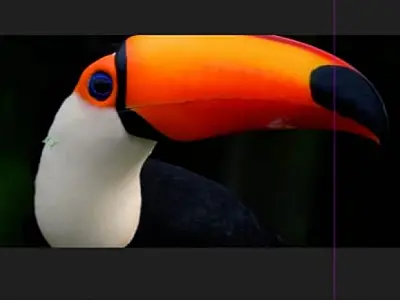 Feapan em Corumbá/Ladário vai ter experiência inédita para visitantes conhecerem o Pantanal