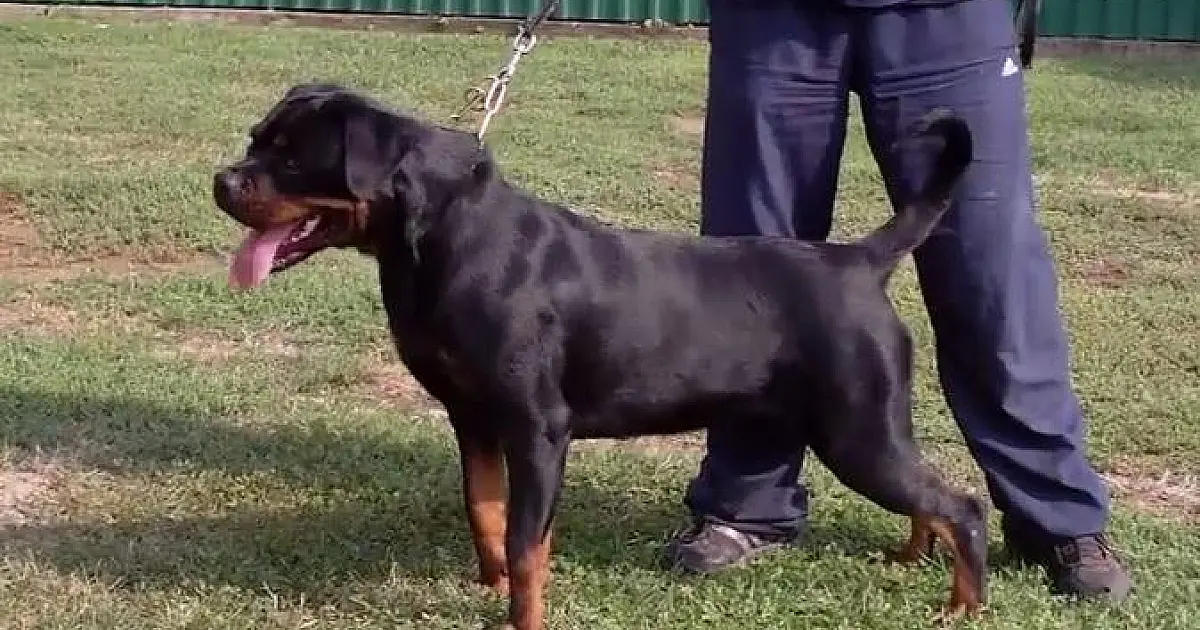 Homem é hospitalizado após ser atacado por cachorro