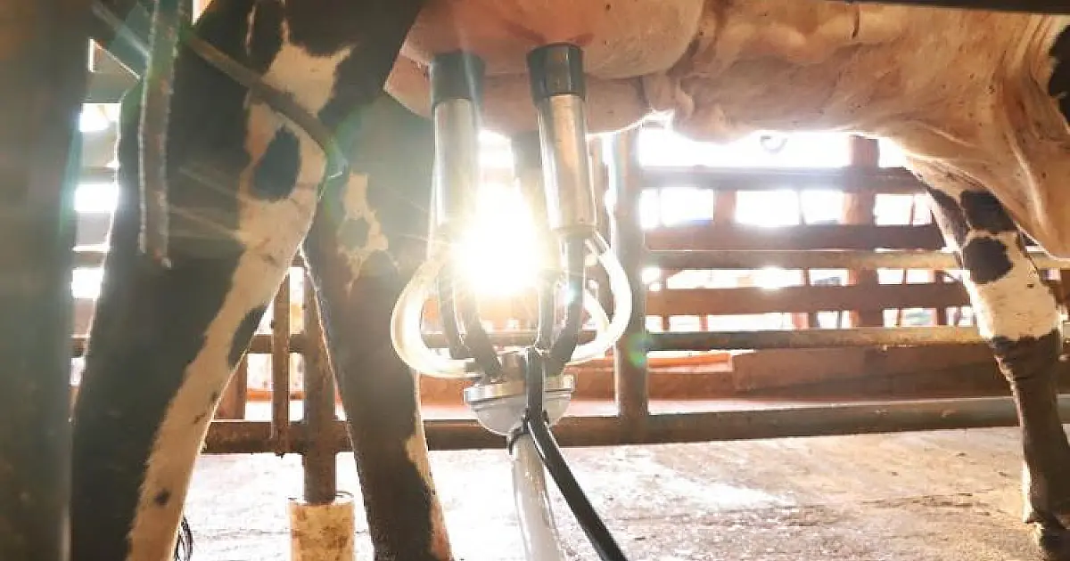 Em doze meses, preço pago pelo litro do leite ao produtor de MS aumenta 28%