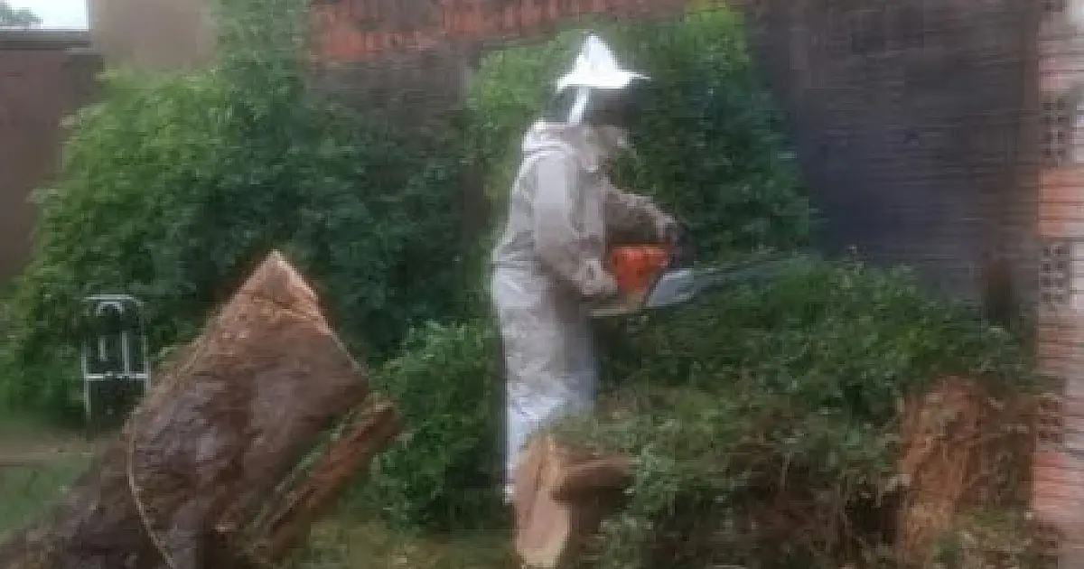 Figueira cai sobre casa no Popular Velha