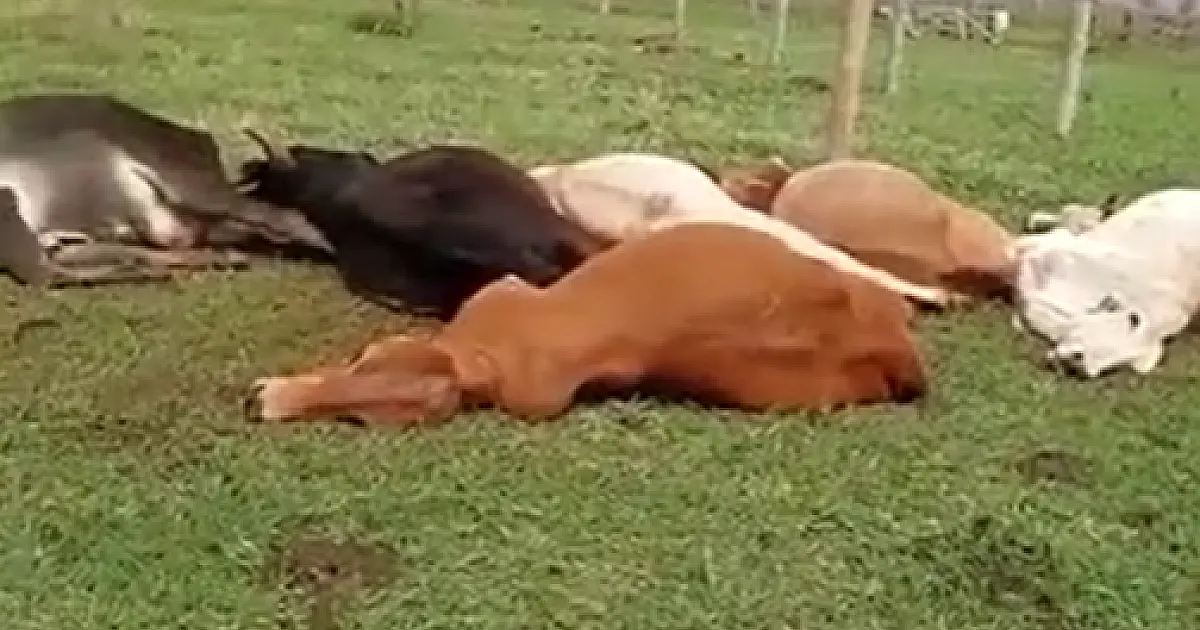 Tempestade derruba fios elétricos e 51 animais morrem eletrocutados em fazenda